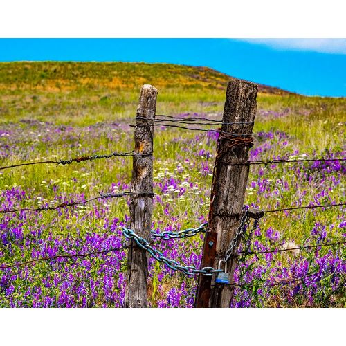 Gulin, Sylvia 아티스트의 USA-Washington State-Benge and field of vetch blooming with wooden fenced gate and lock작품입니다.